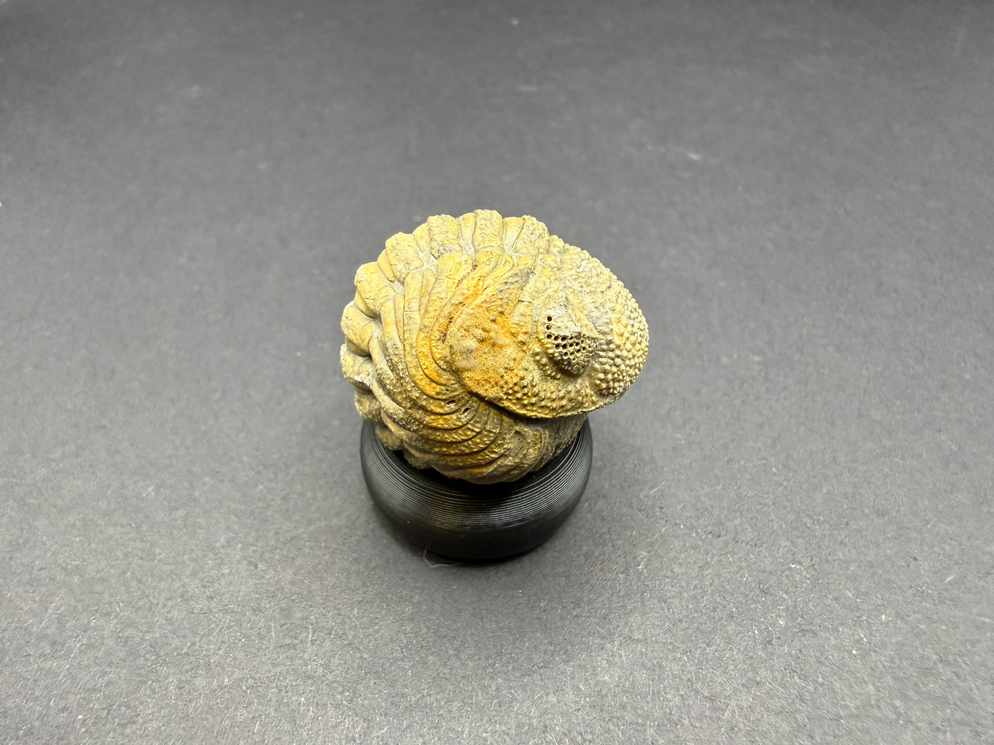 Enrolled Moroccops Trilobite