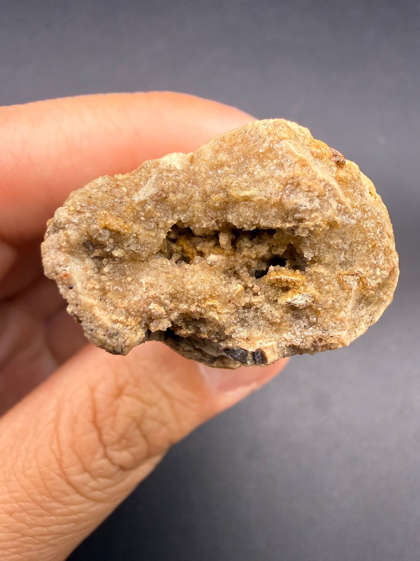 Spinosaurus Tooth