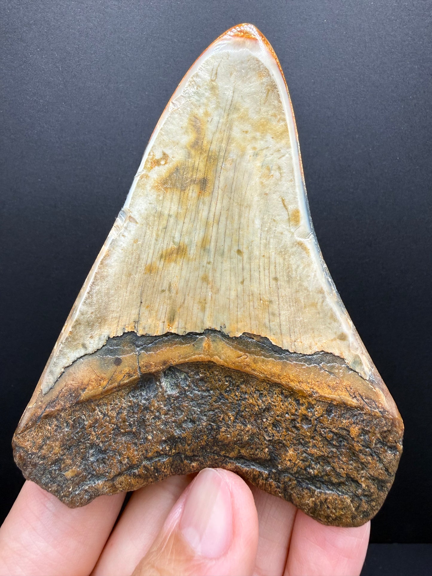 Megalodon Tooth