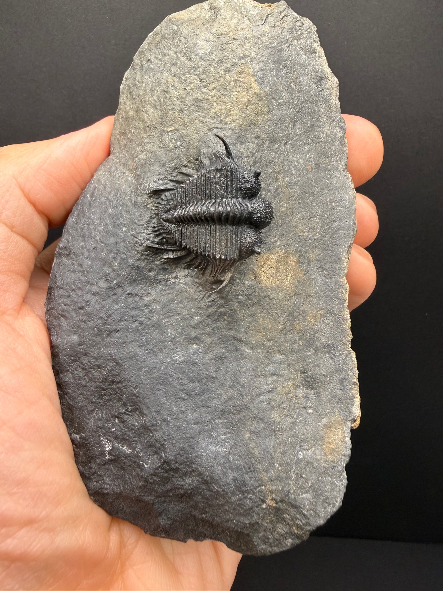 Cyphaspides Trilobite