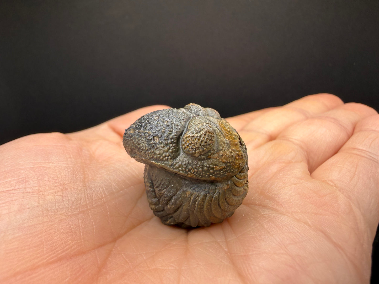 Enrolled Moroccops Trilobite