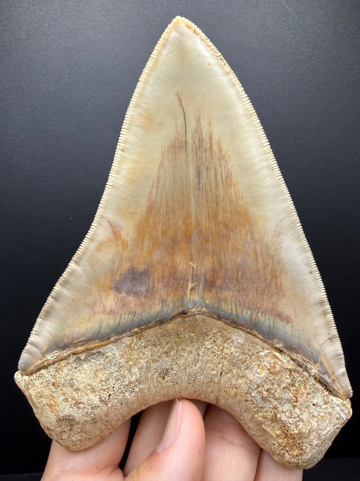 Megalodon Tooth