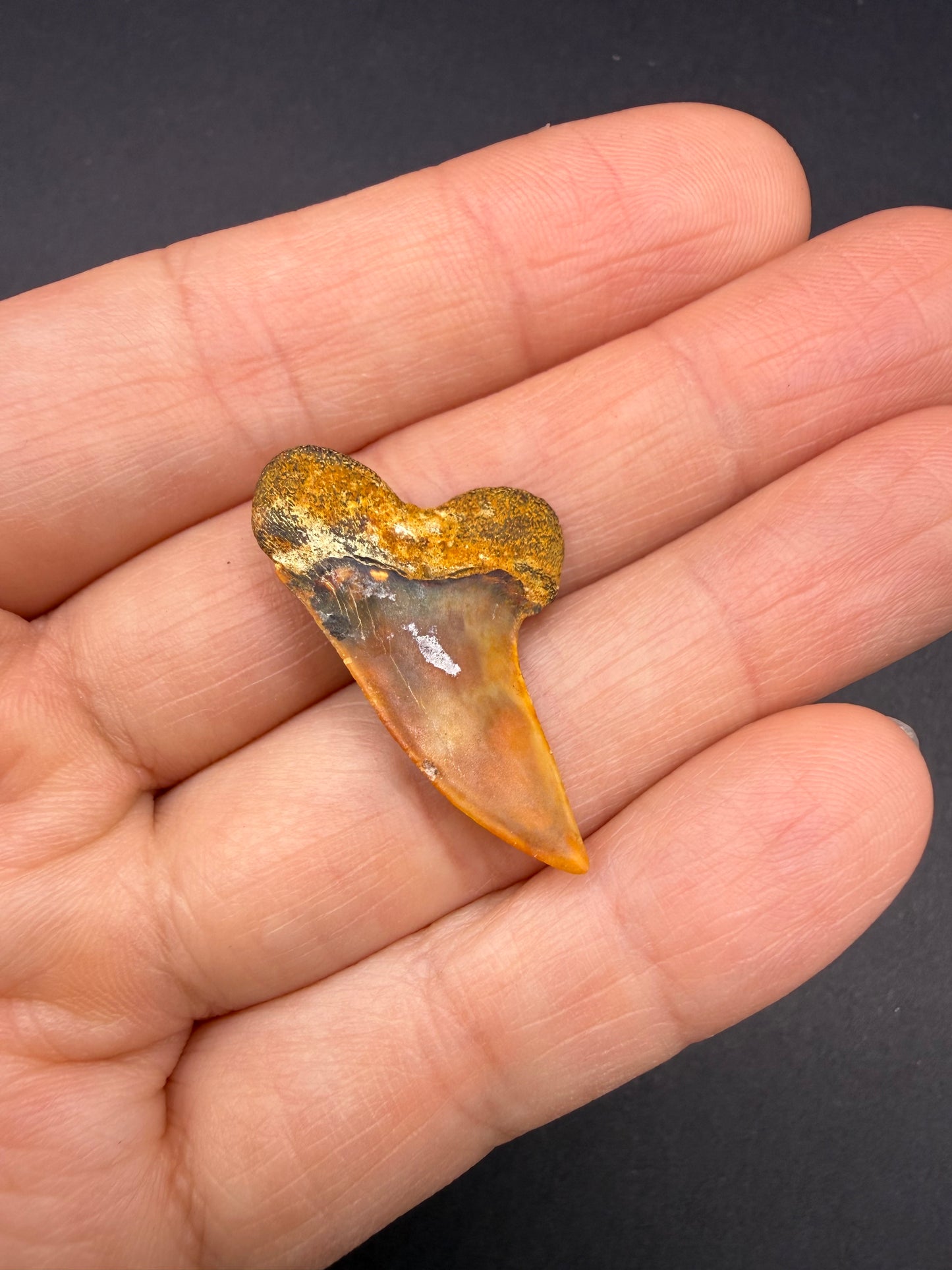 Mako Tooth