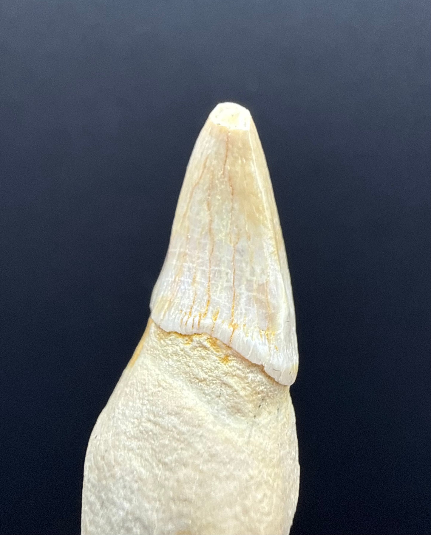 Dolphin Tooth