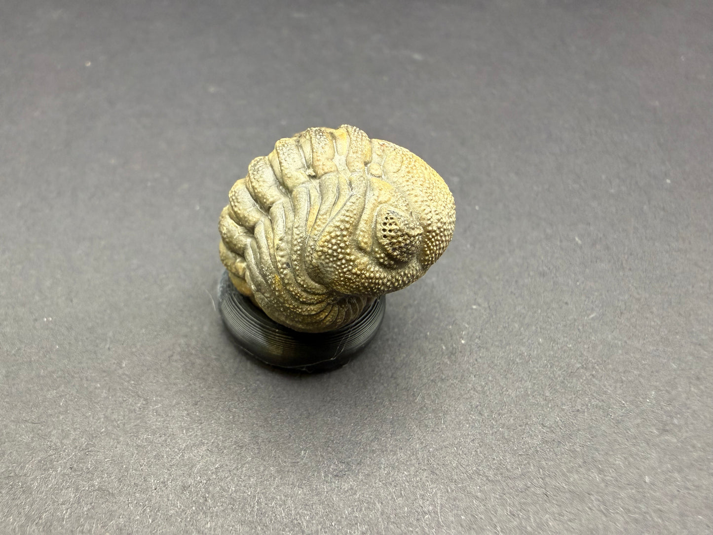 Enrolled Moroccops Trilobite