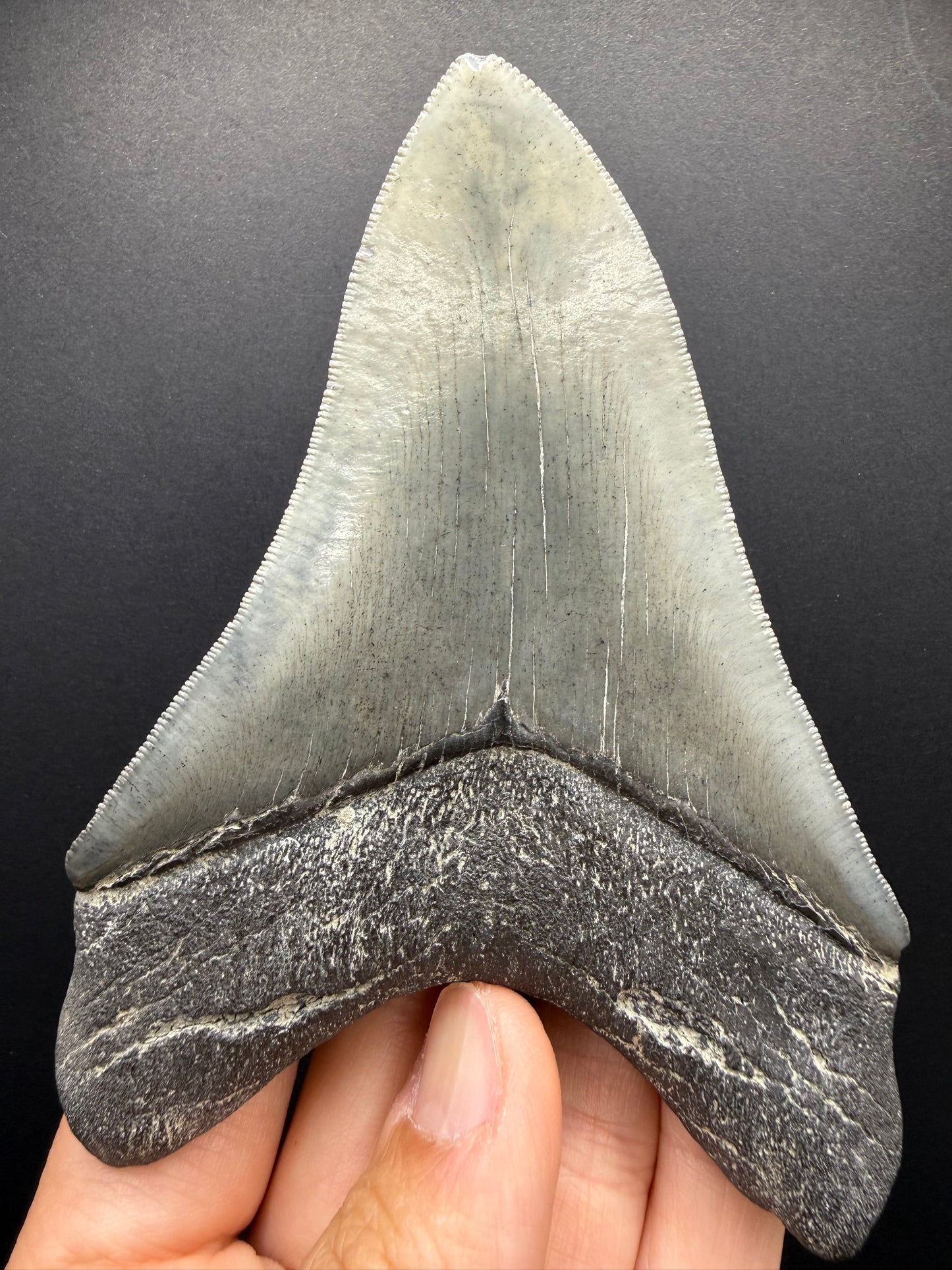 Megalodon Tooth