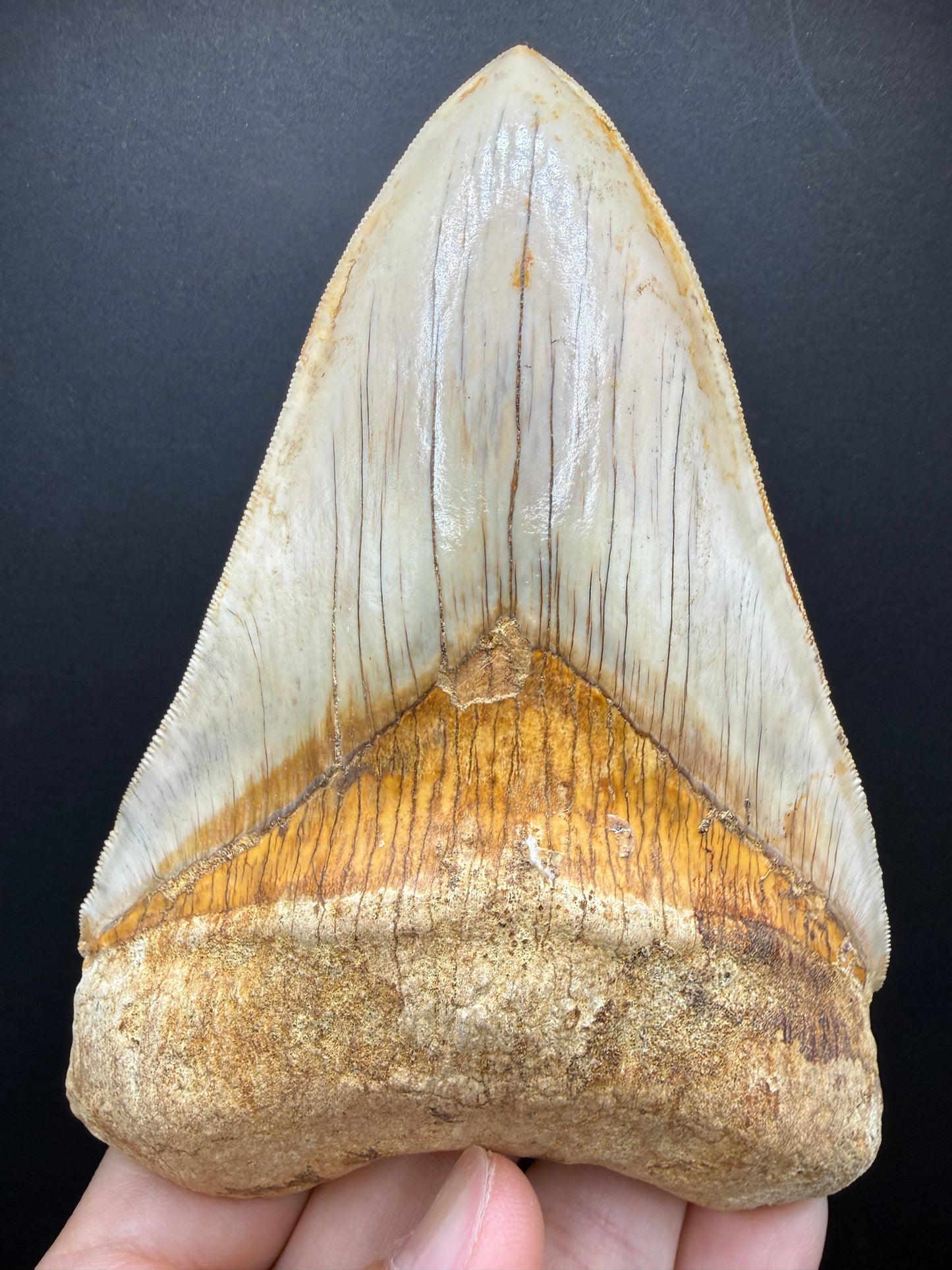 Megalodon Tooth