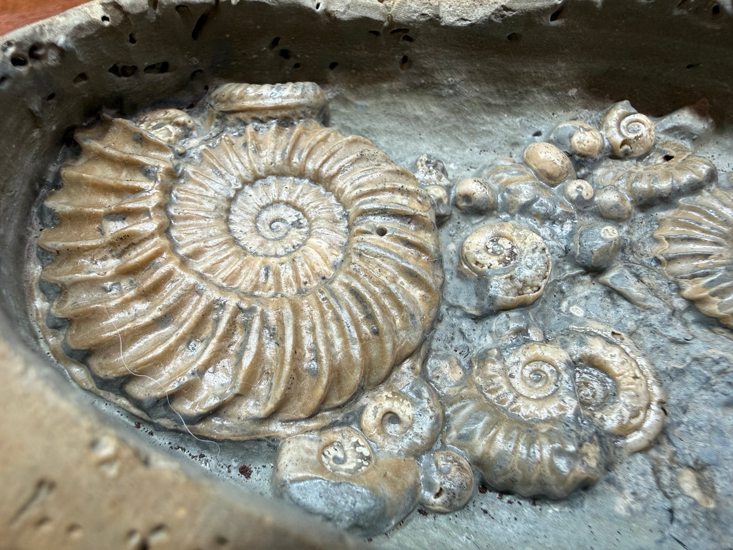 Ammonite Nodule