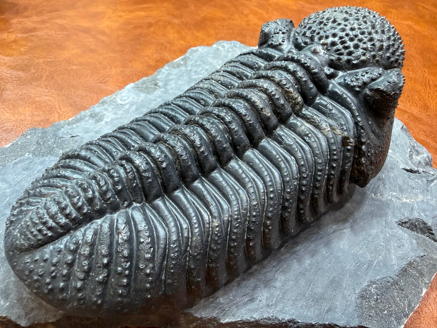 Drotops Trilobite