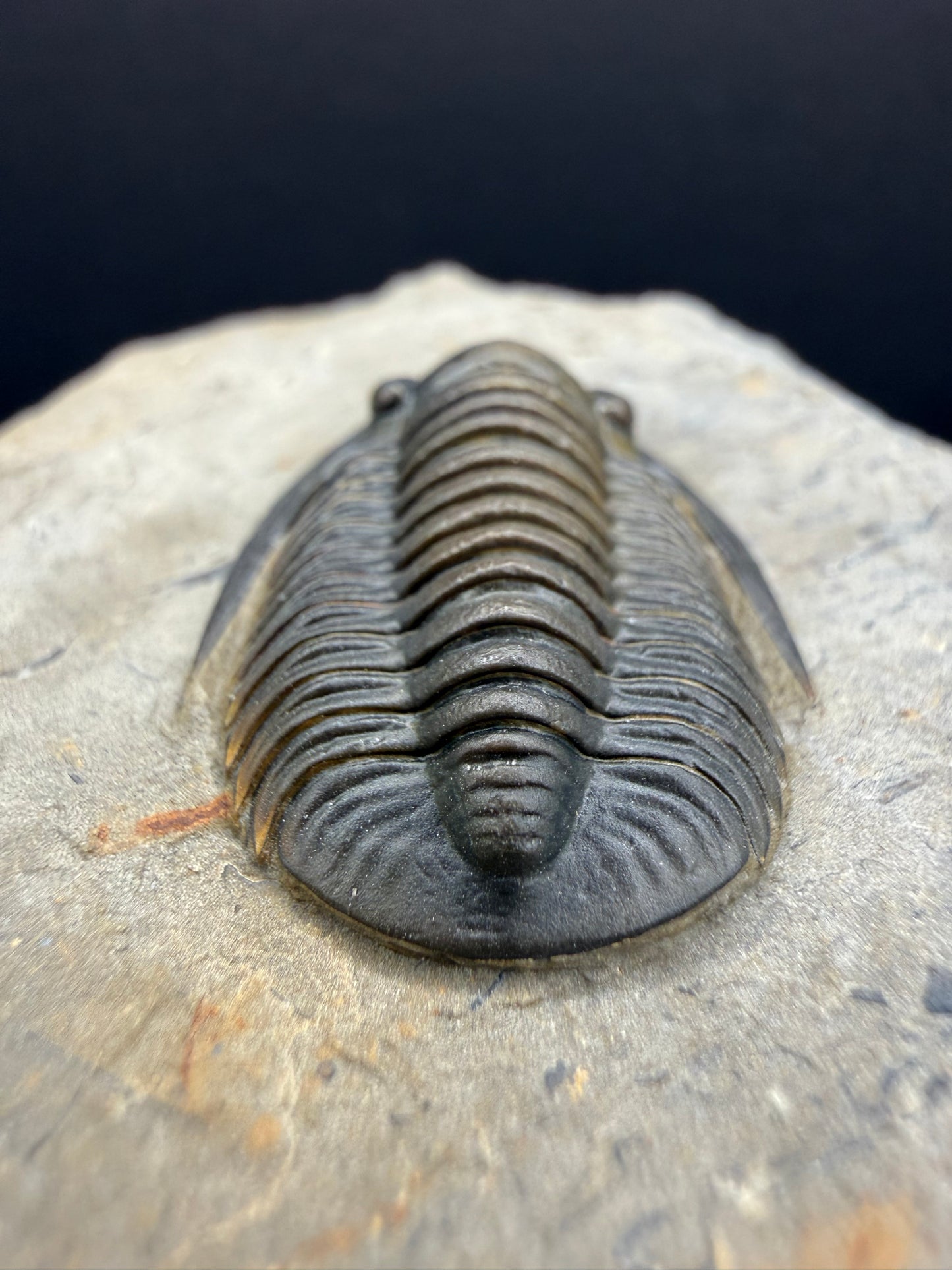 Cornuproetus Trilobite