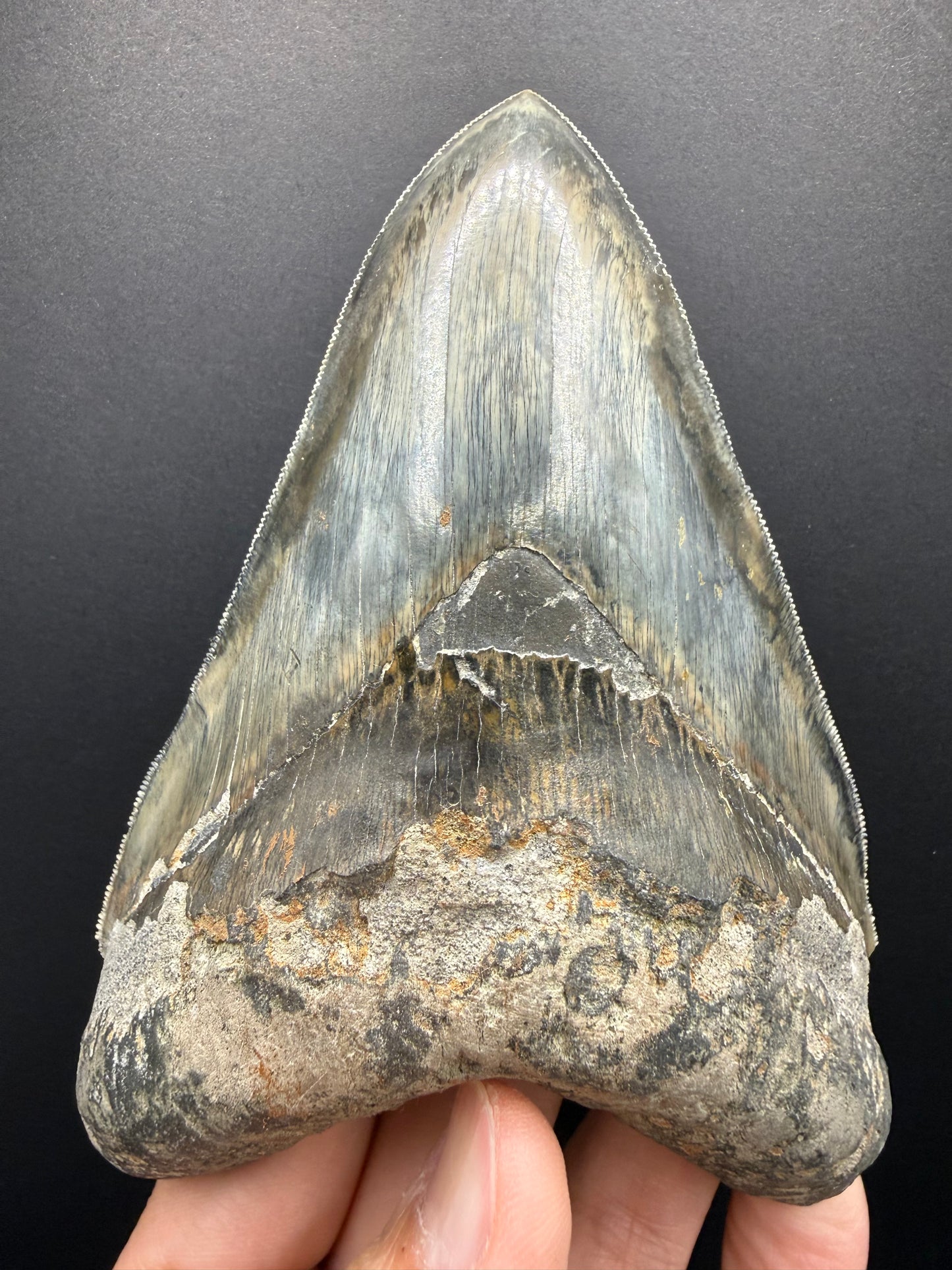 Megalodon Tooth