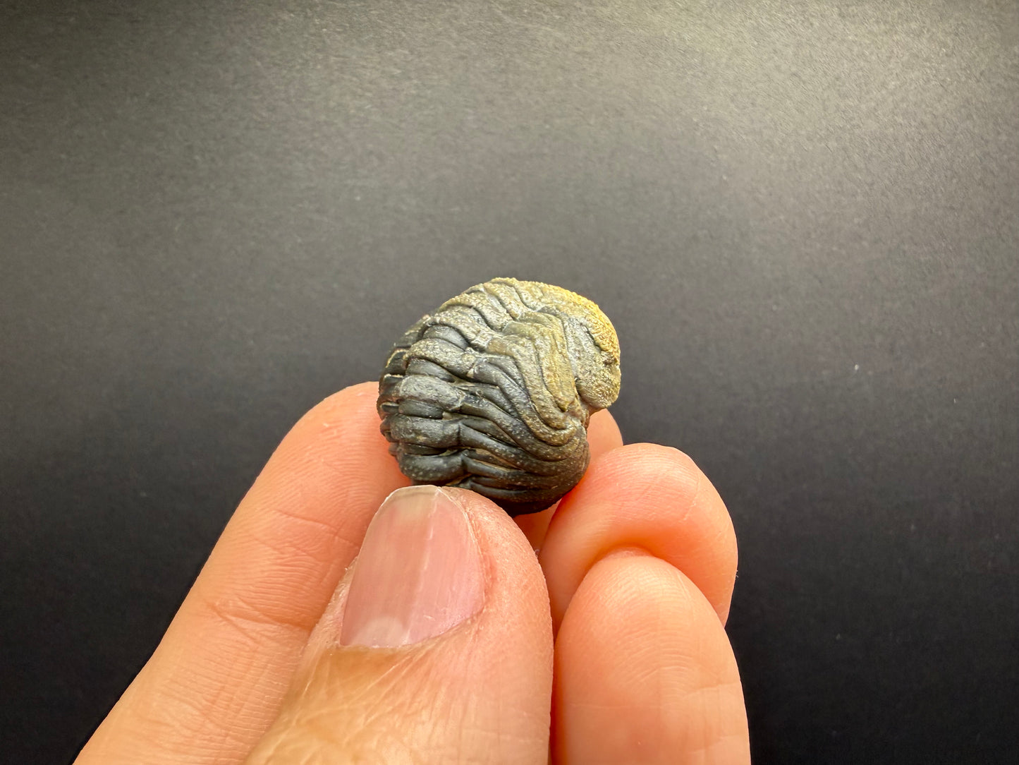 Enrolled Moroccops Trilobite