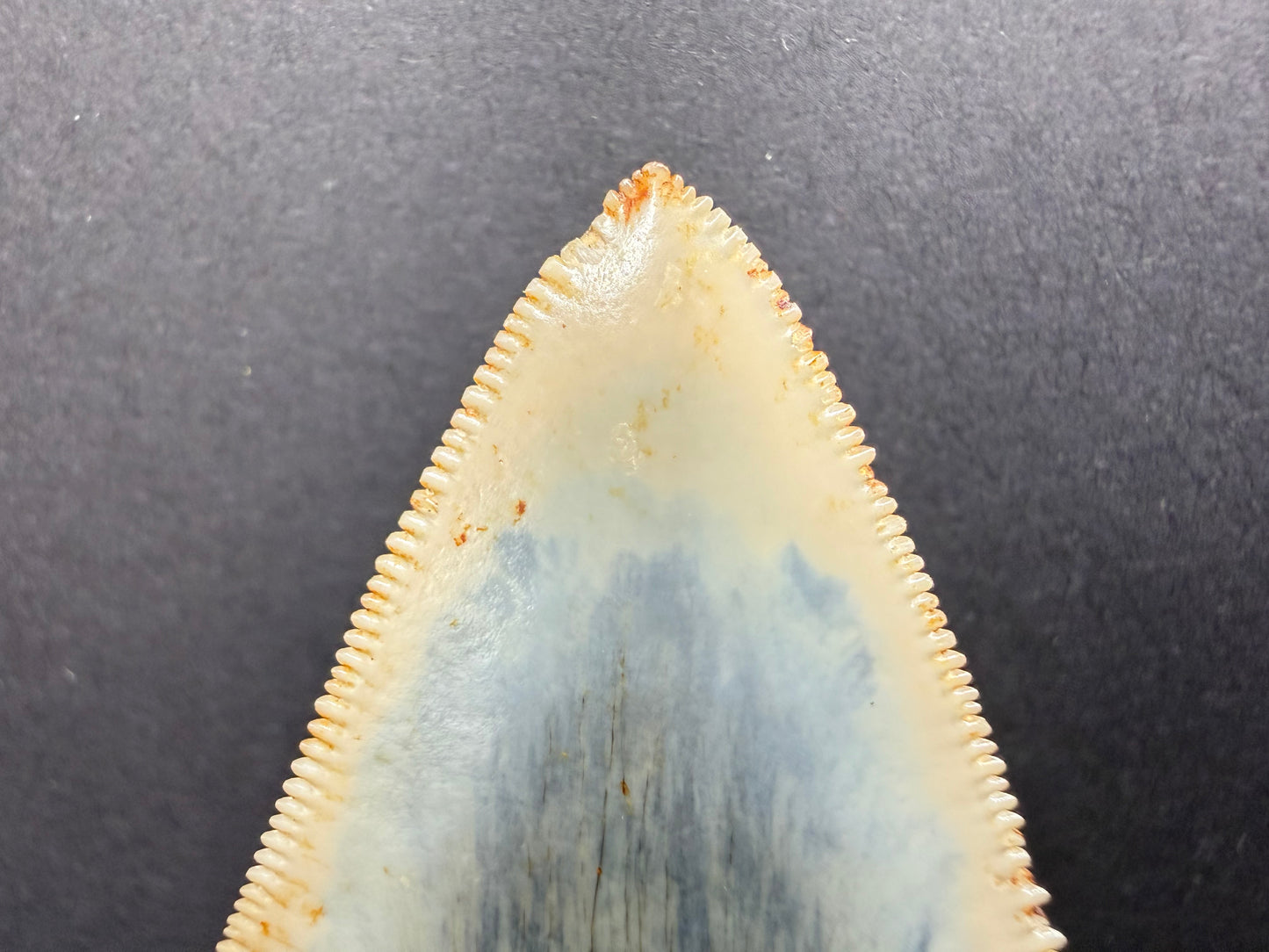 Megalodon Tooth