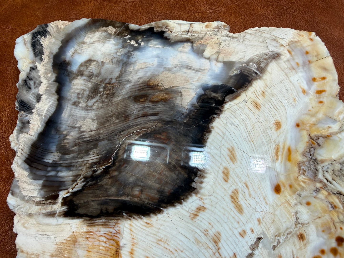 Cypress Petrified Wood
