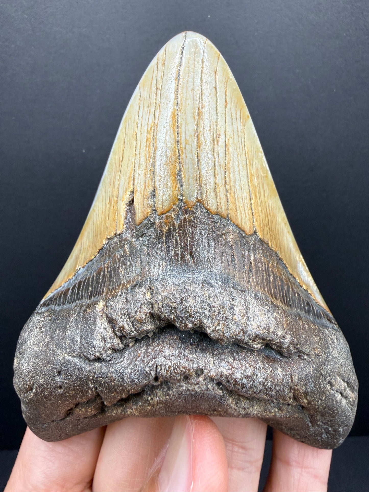 Megalodon Tooth