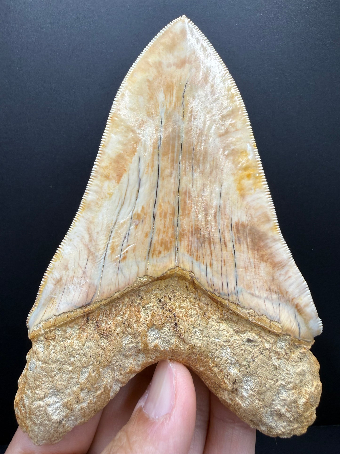 Megalodon Tooth