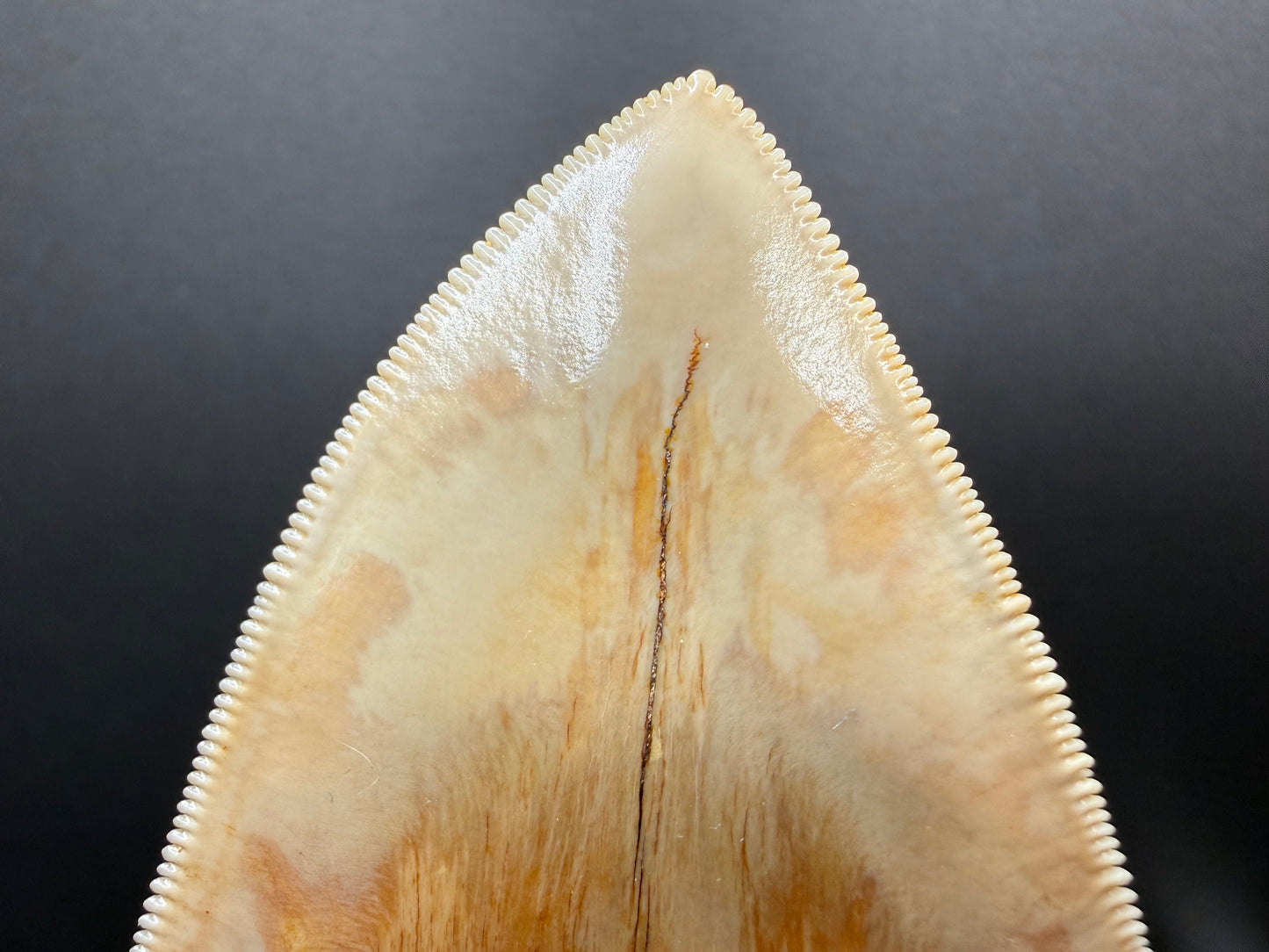 Megalodon Tooth