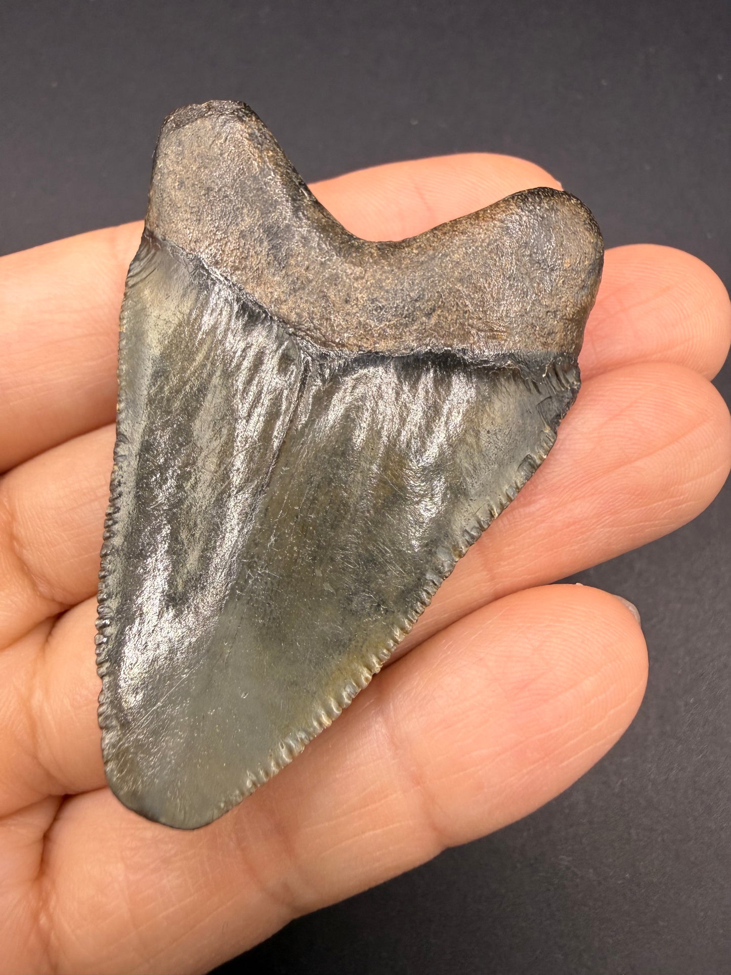 Megalodon Tooth