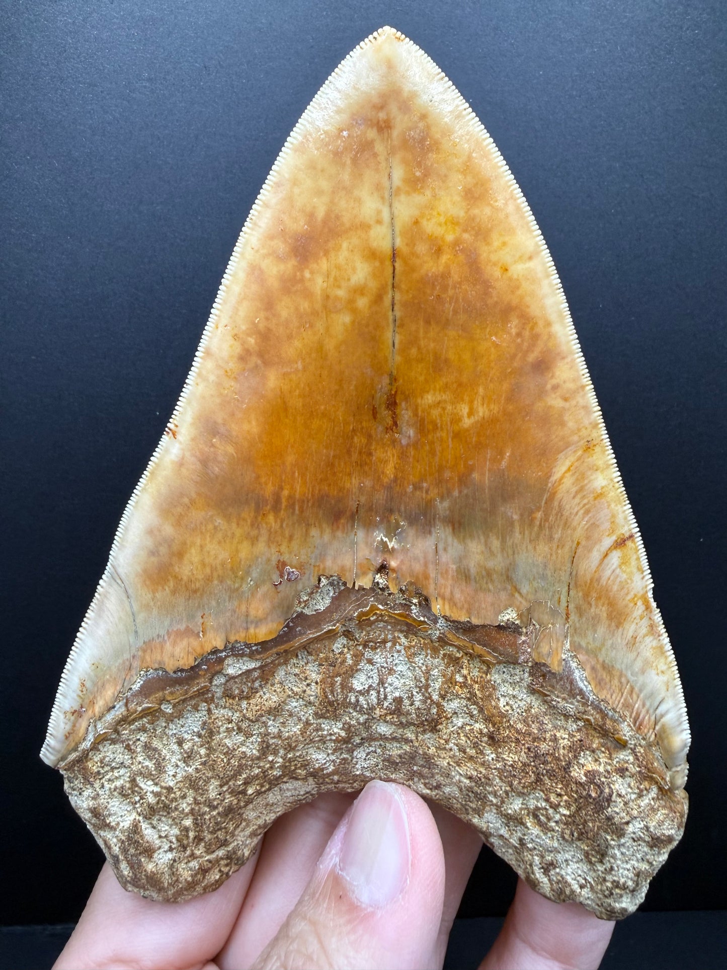 Megalodon Tooth