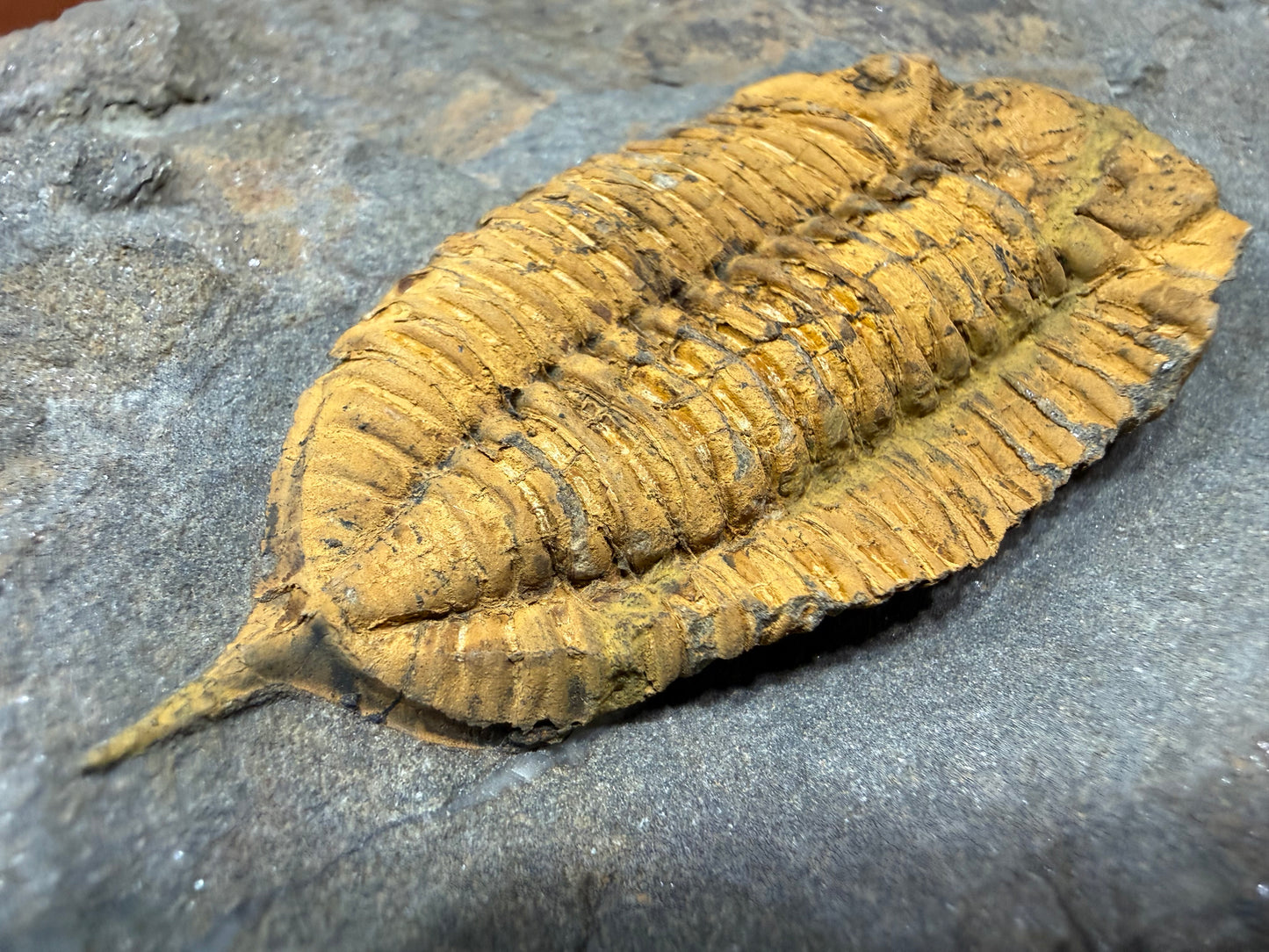 Dalmanitid Ordovician Trilobite