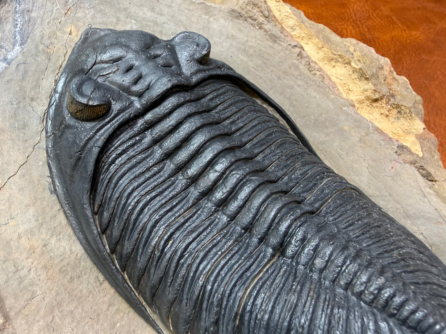 Zilchovaspis Trilobite
