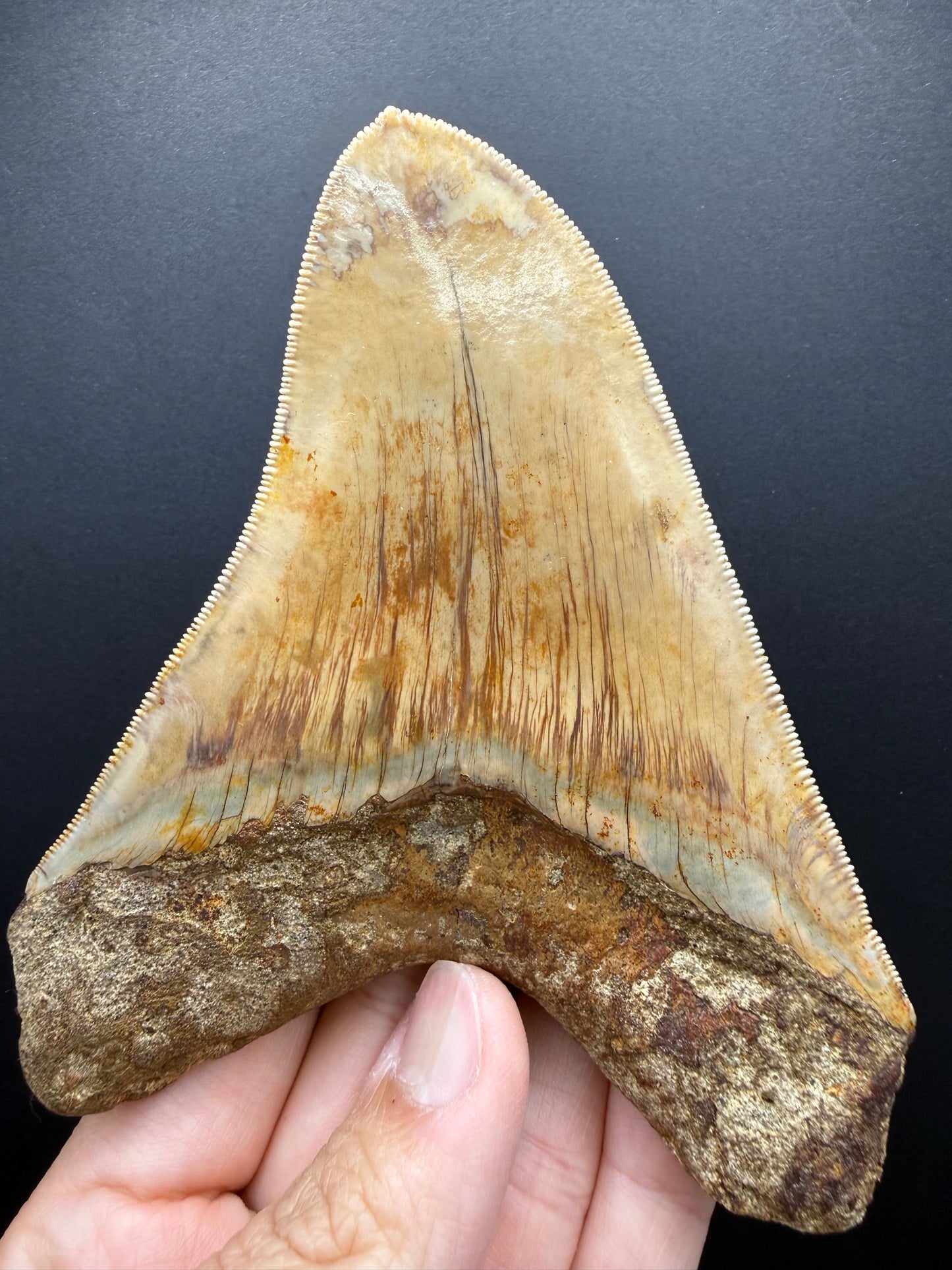 Megalodon Tooth