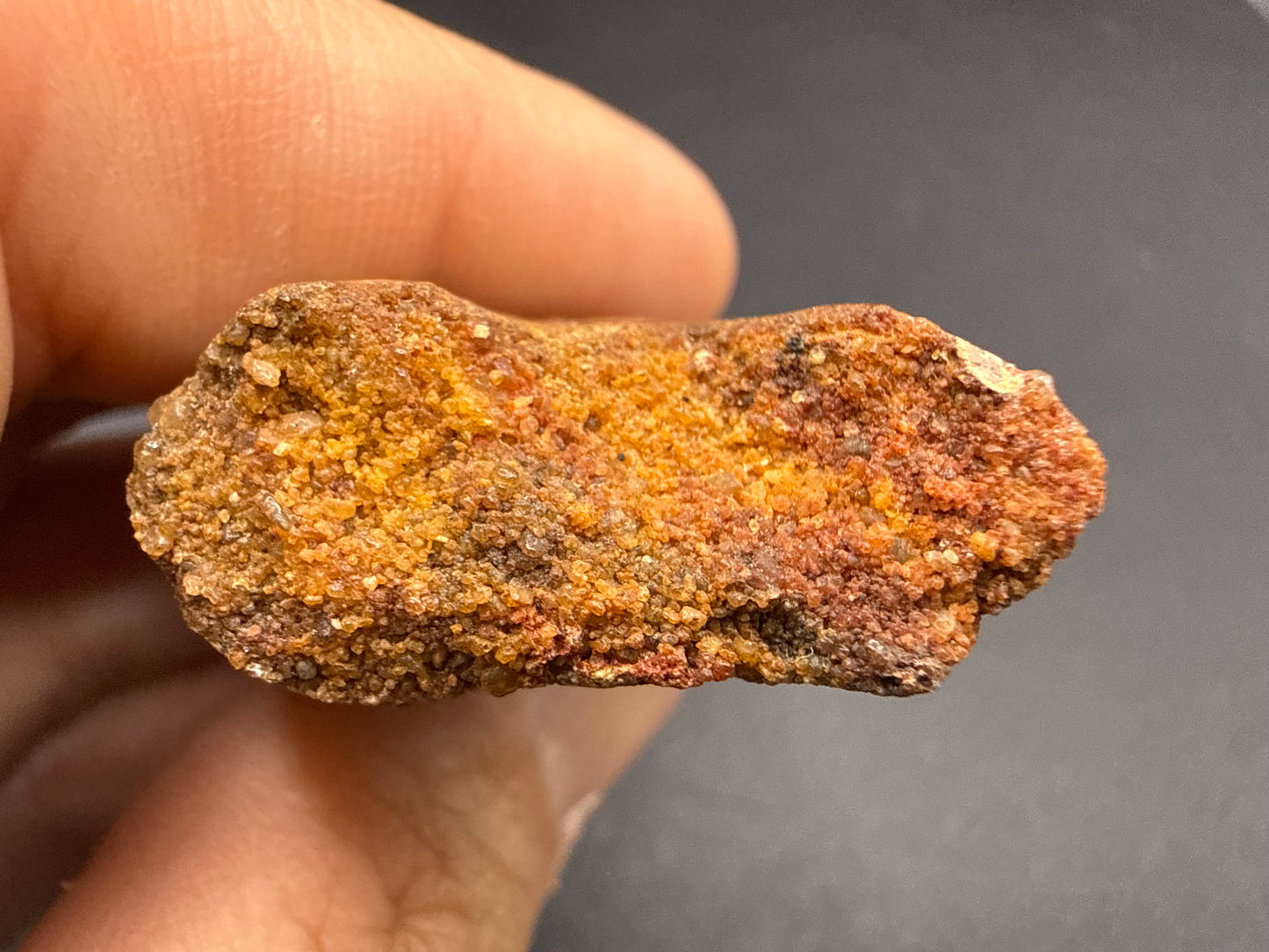 Carcharodontosaurus Tooth