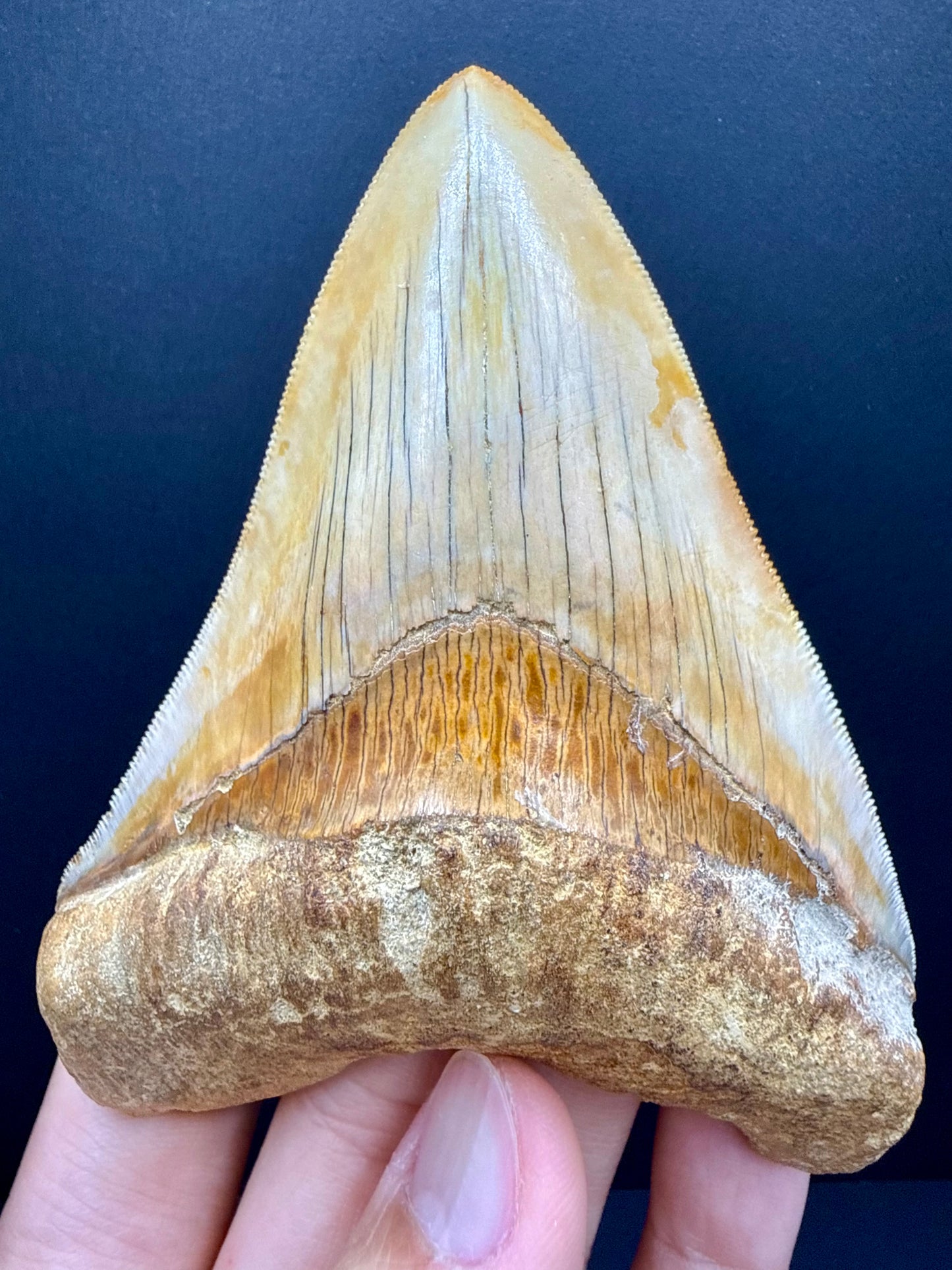 Megalodon Tooth