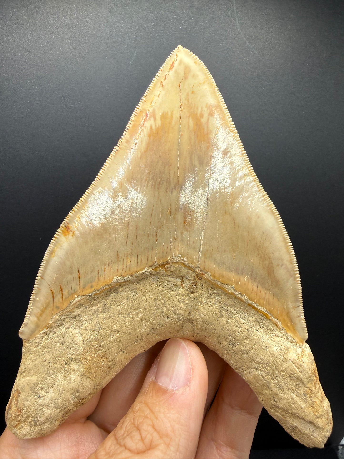 Megalodon Tooth