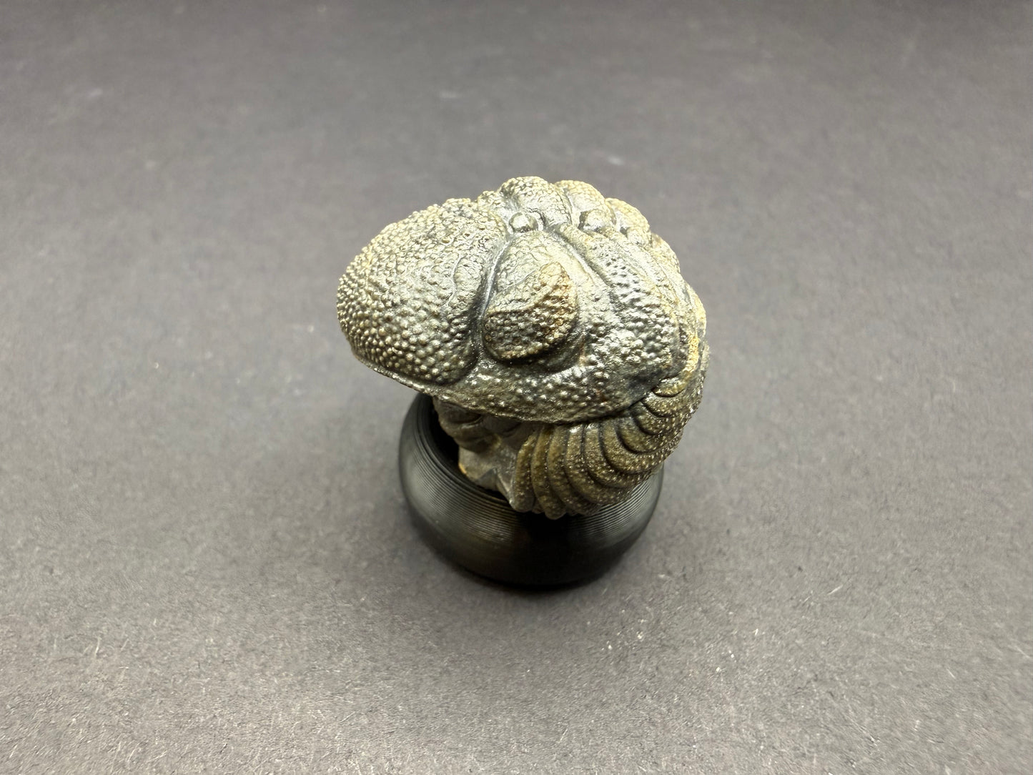 Enrolled Moroccops Trilobite