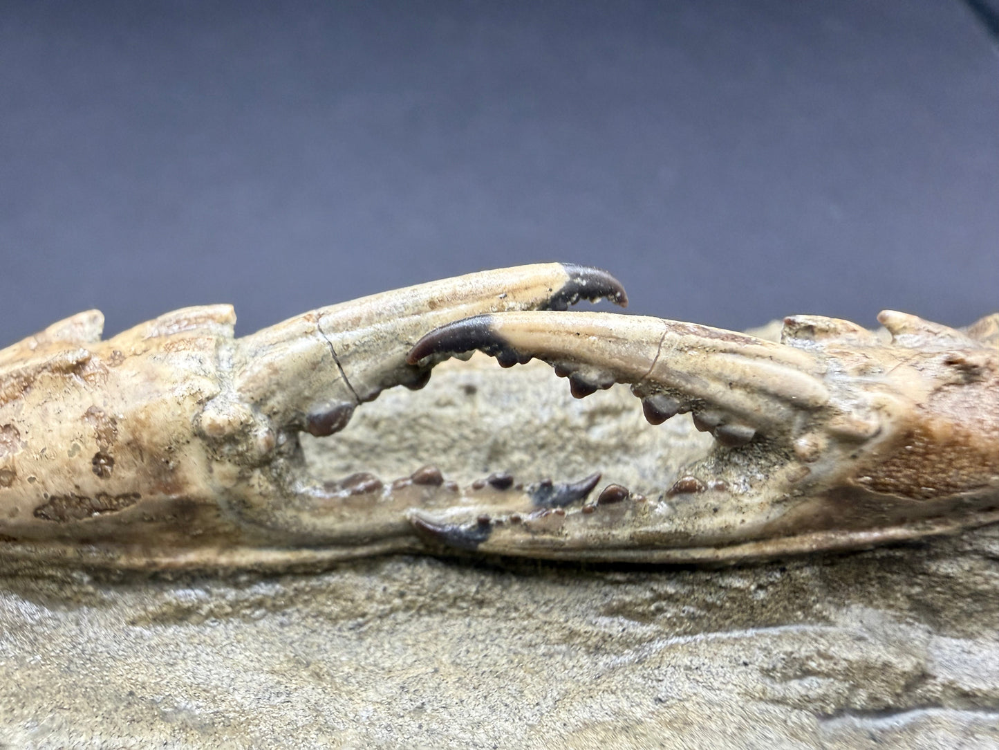 Charybdis Crab