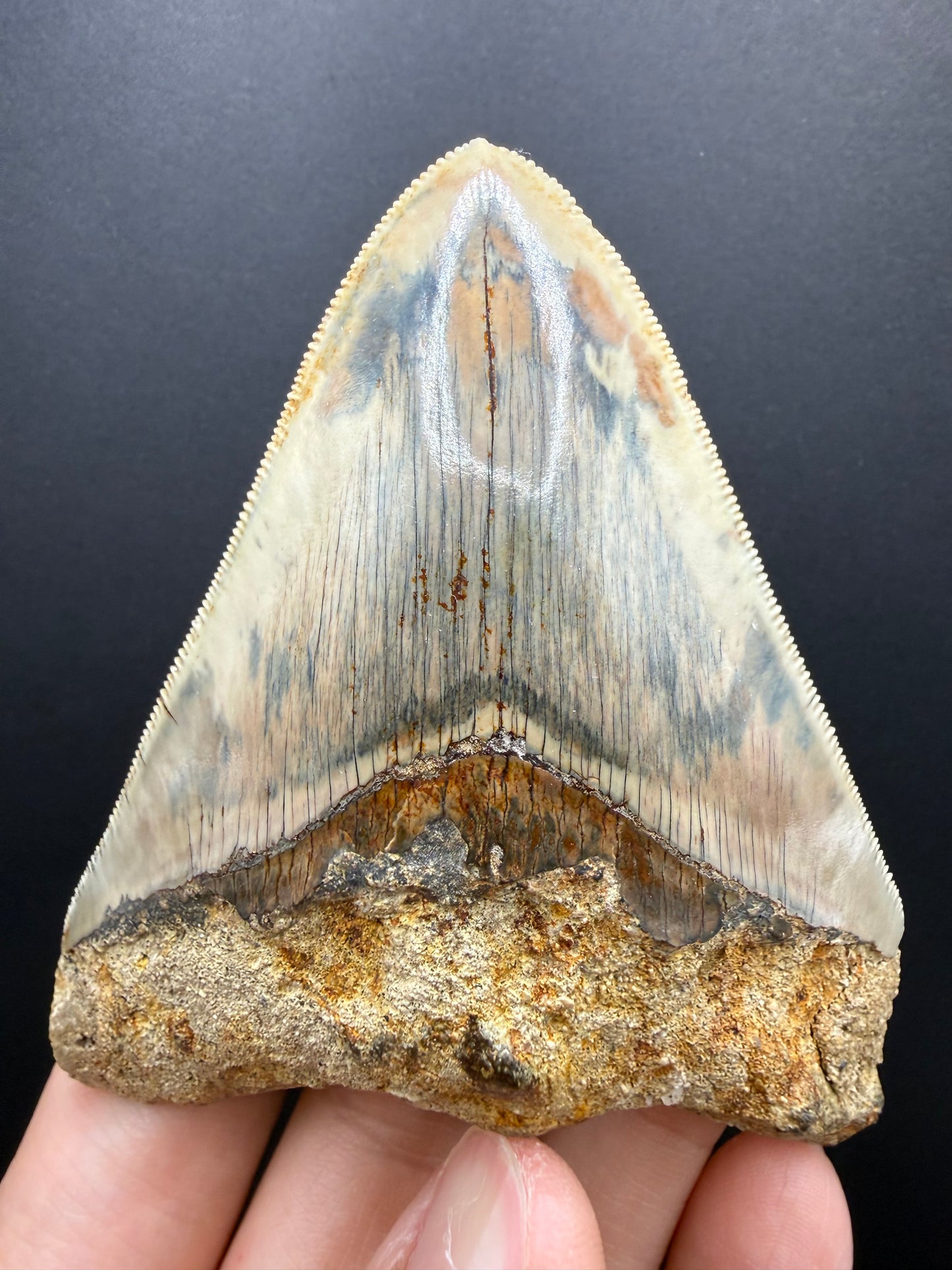 Megalodon Tooth