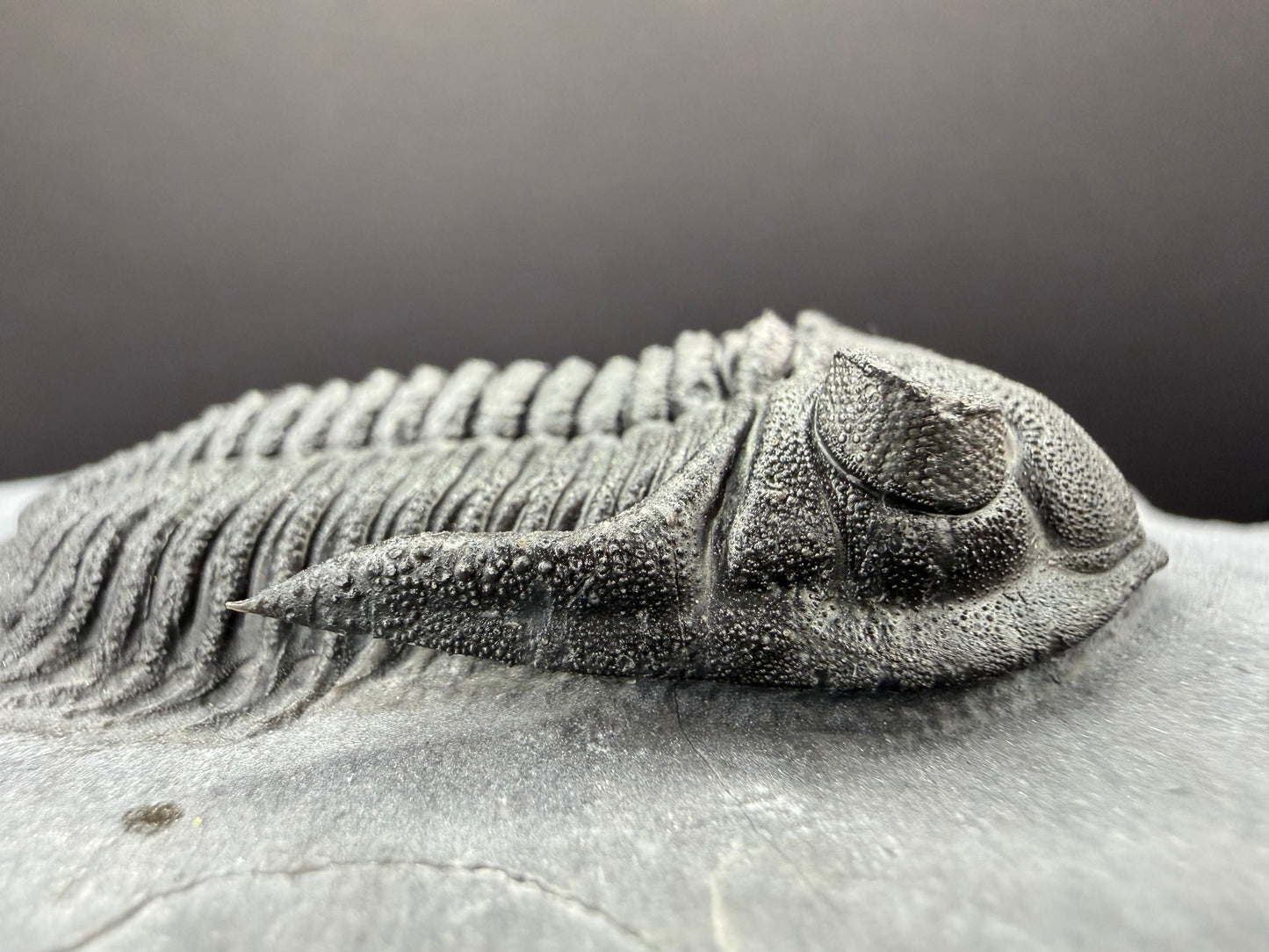 Metacanthina Trilobite