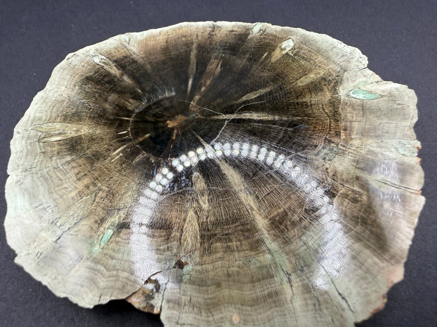 Woodworthia Petrified Wood