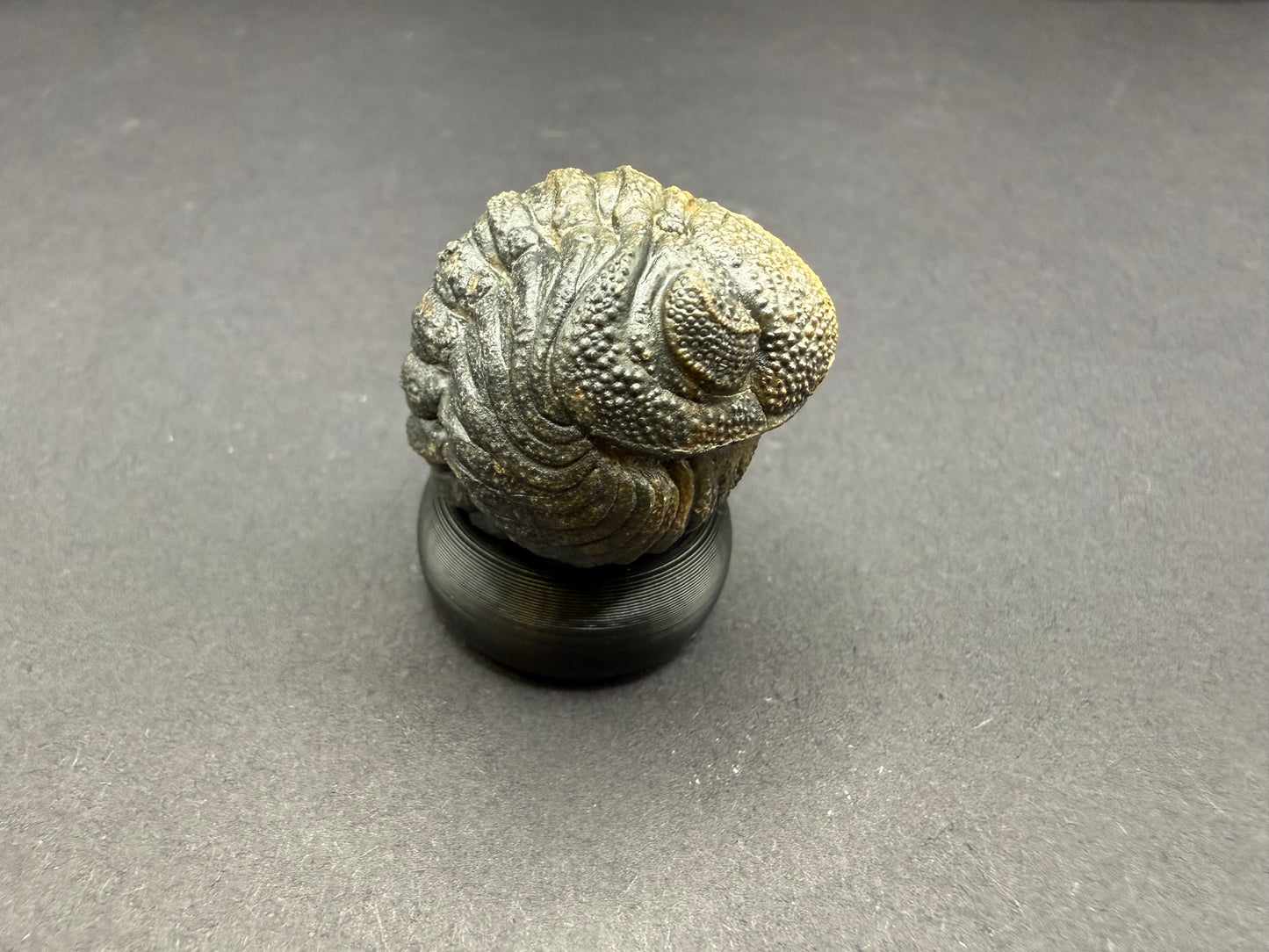 Enrolled Moroccops Trilobite