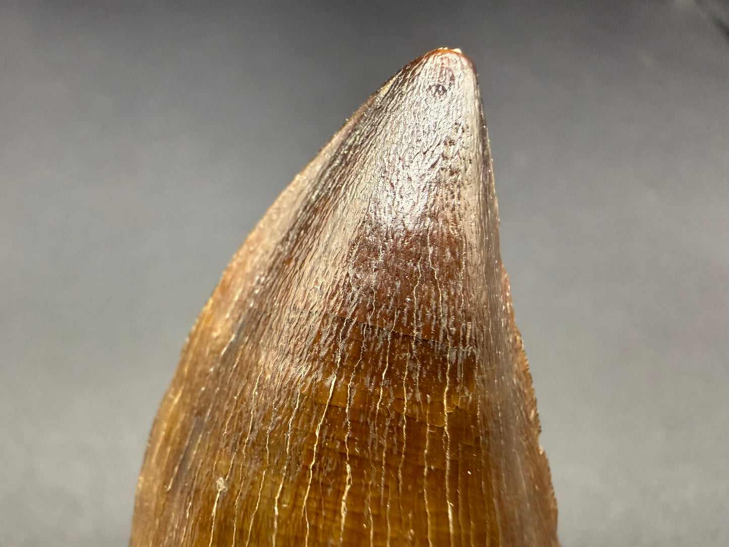 Mosasaur Tooth