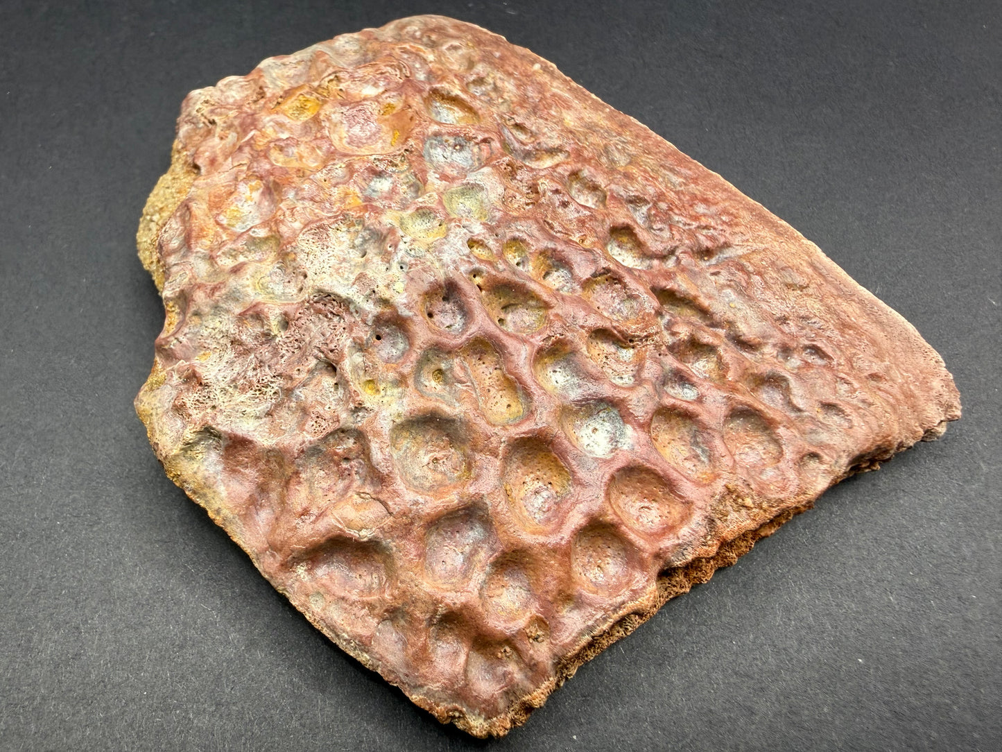 Crocodile Osteoderm
