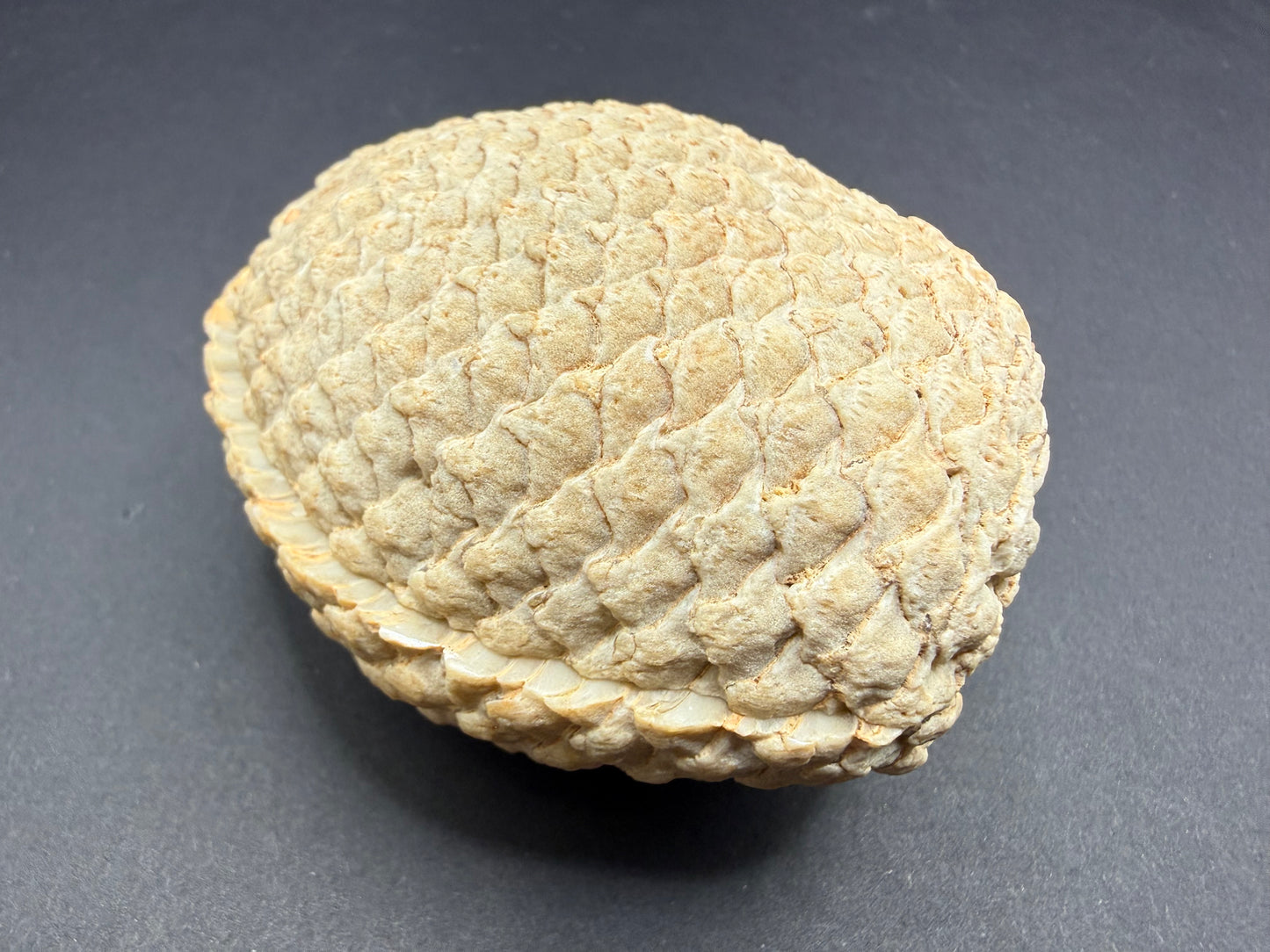 Araucaria Petrified Wood