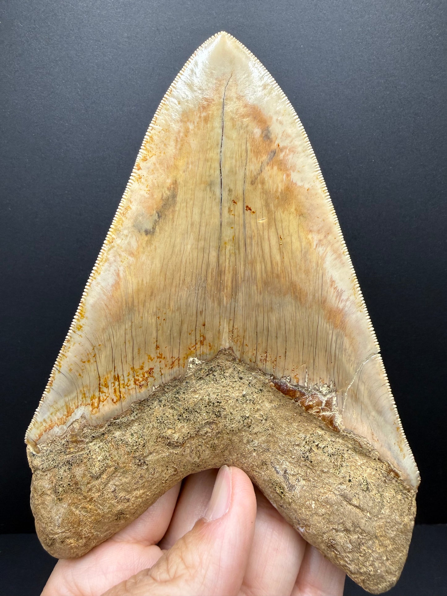 Megalodon Tooth