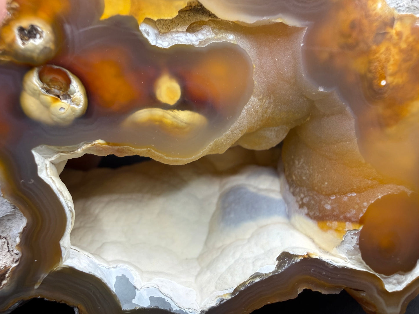 Agatized Coral
