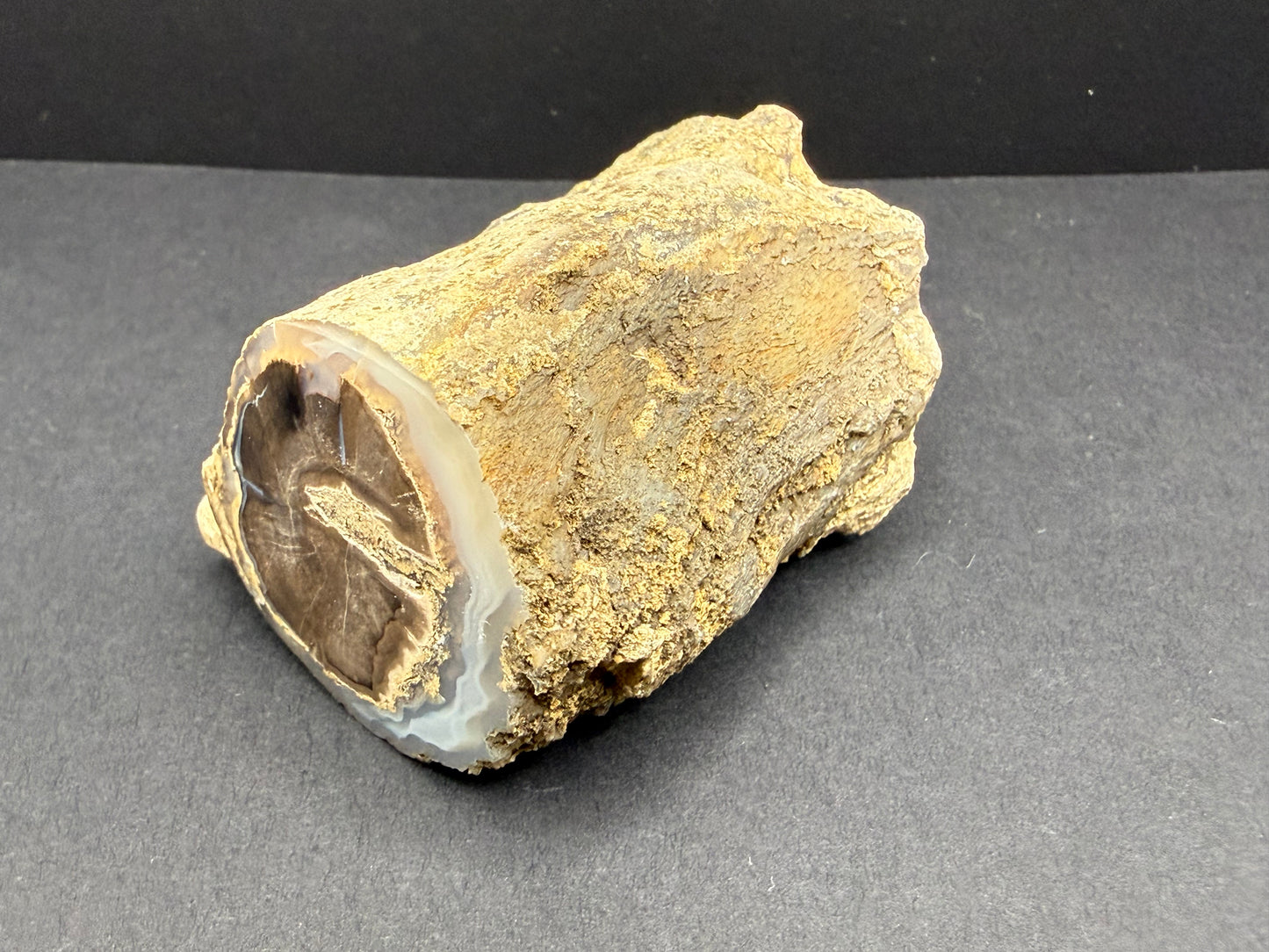 Blue Forest Petrified Wood