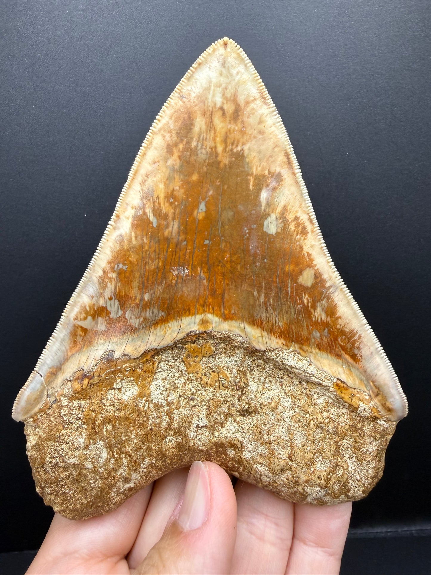 Megalodon Tooth
