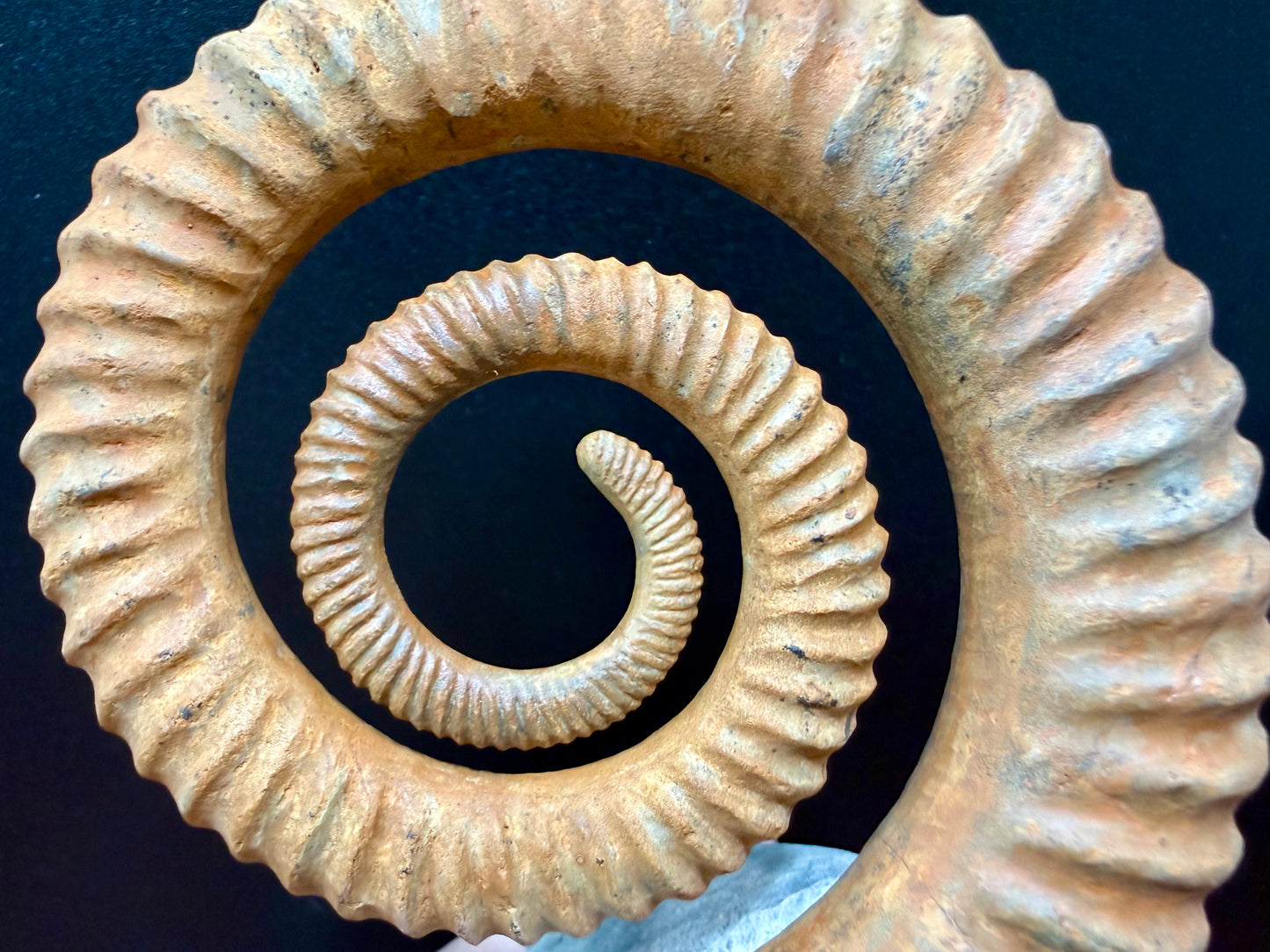 Anetoceras Ammonite