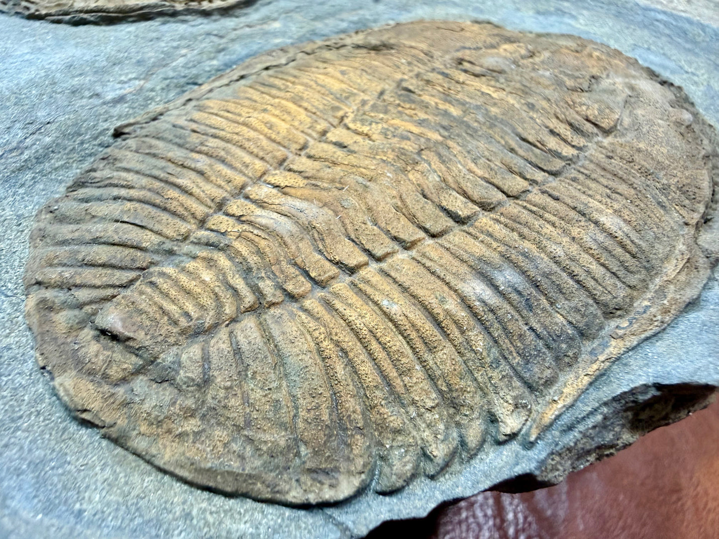 Prionocheilus Ordovician Trilobite