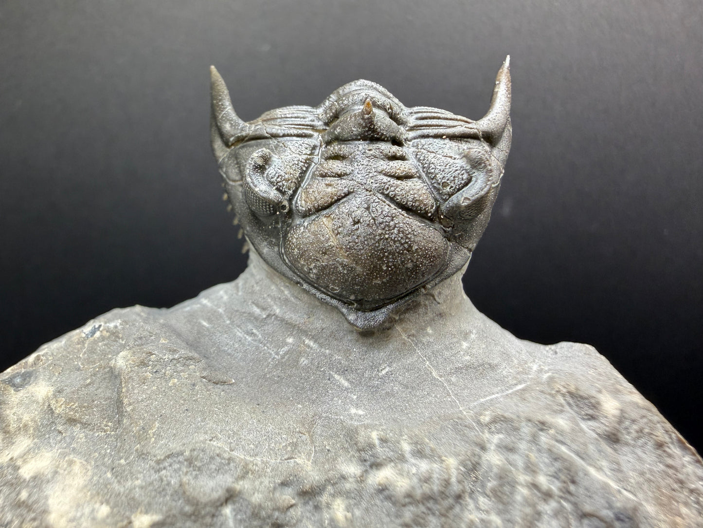 Metacanthina Trilobite
