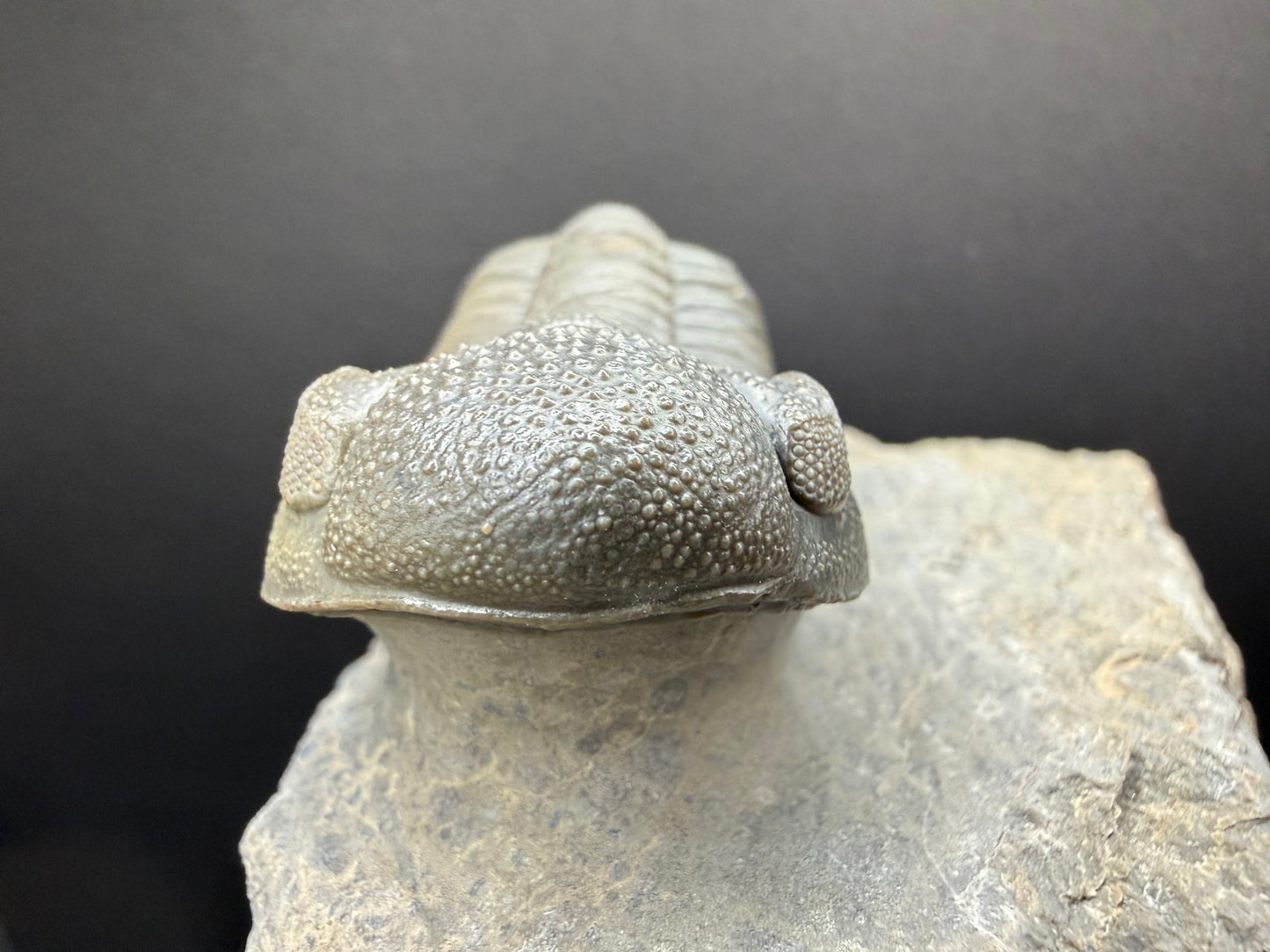 Mocroccops Trilobite