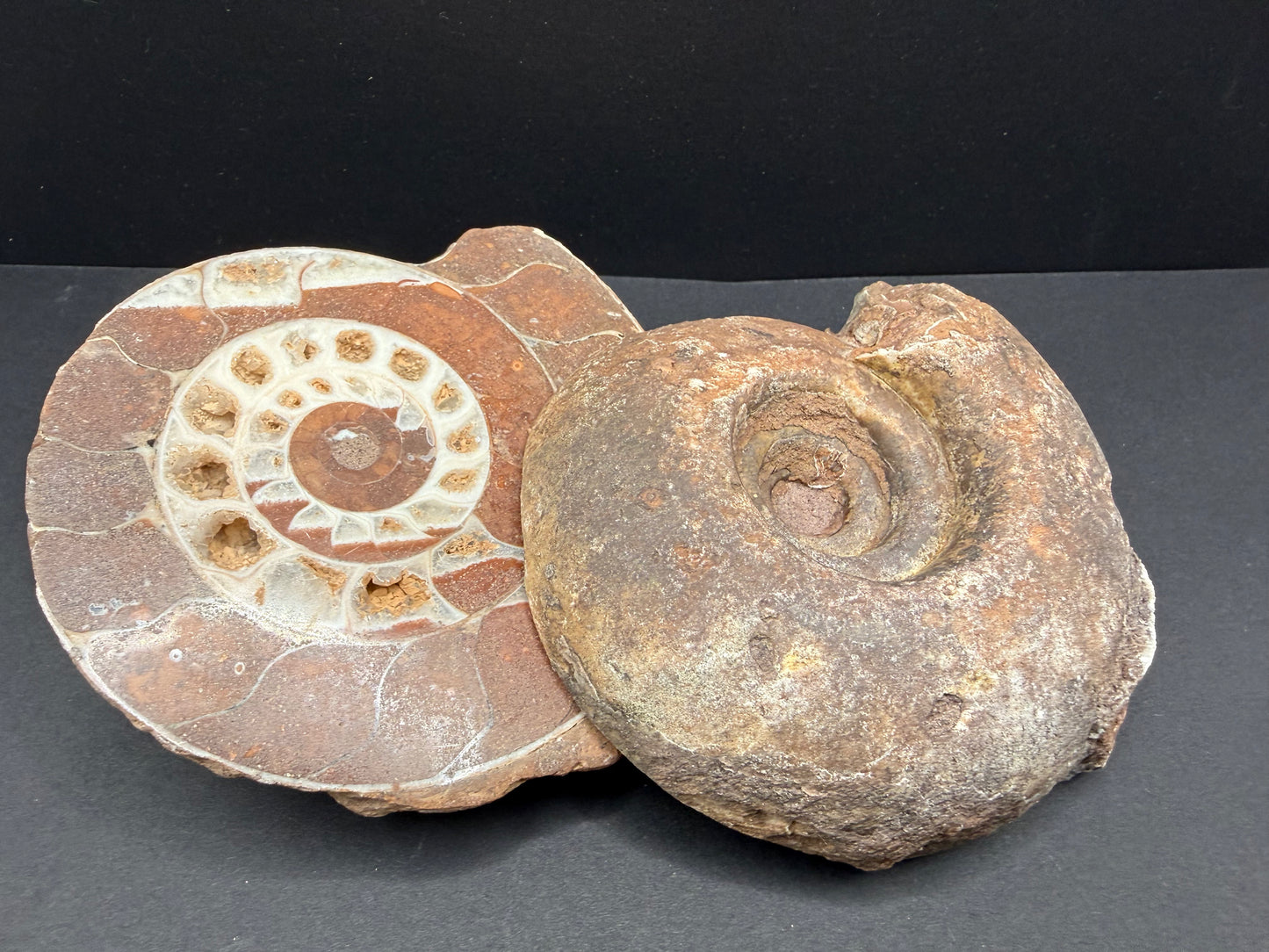 Metalegoceras Ammonite