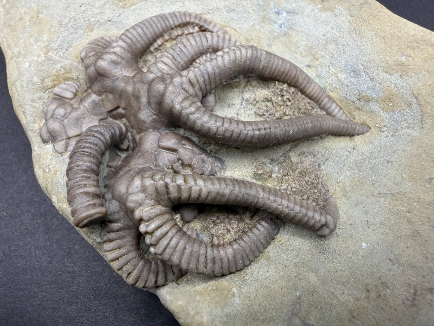 Indiana Crinoid