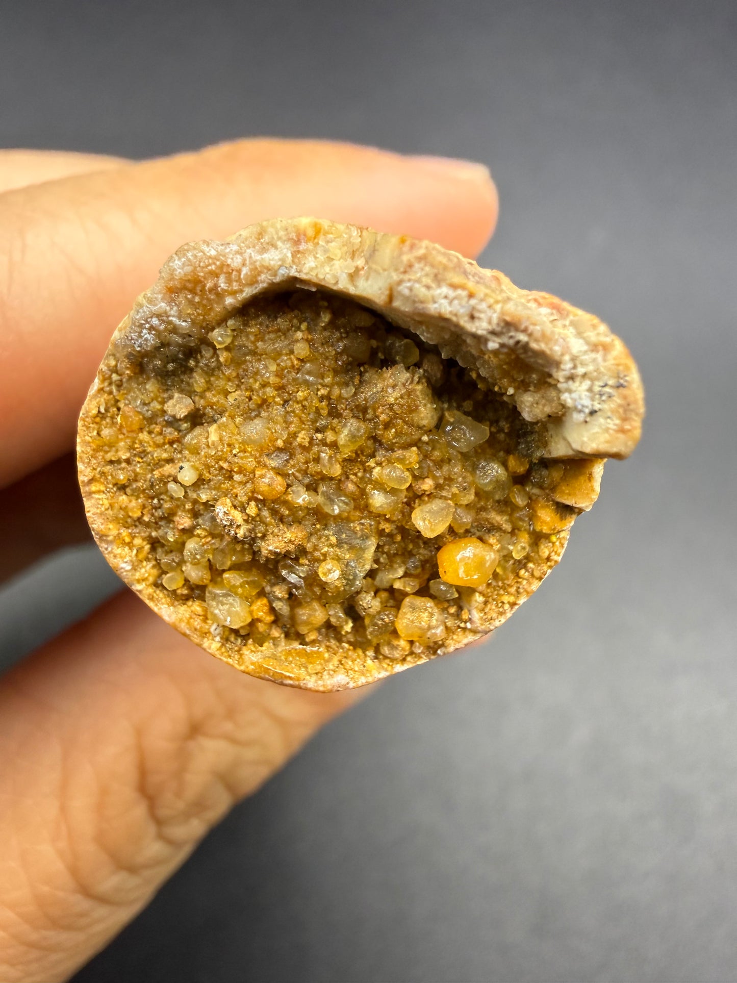 Spinosaurus Tooth
