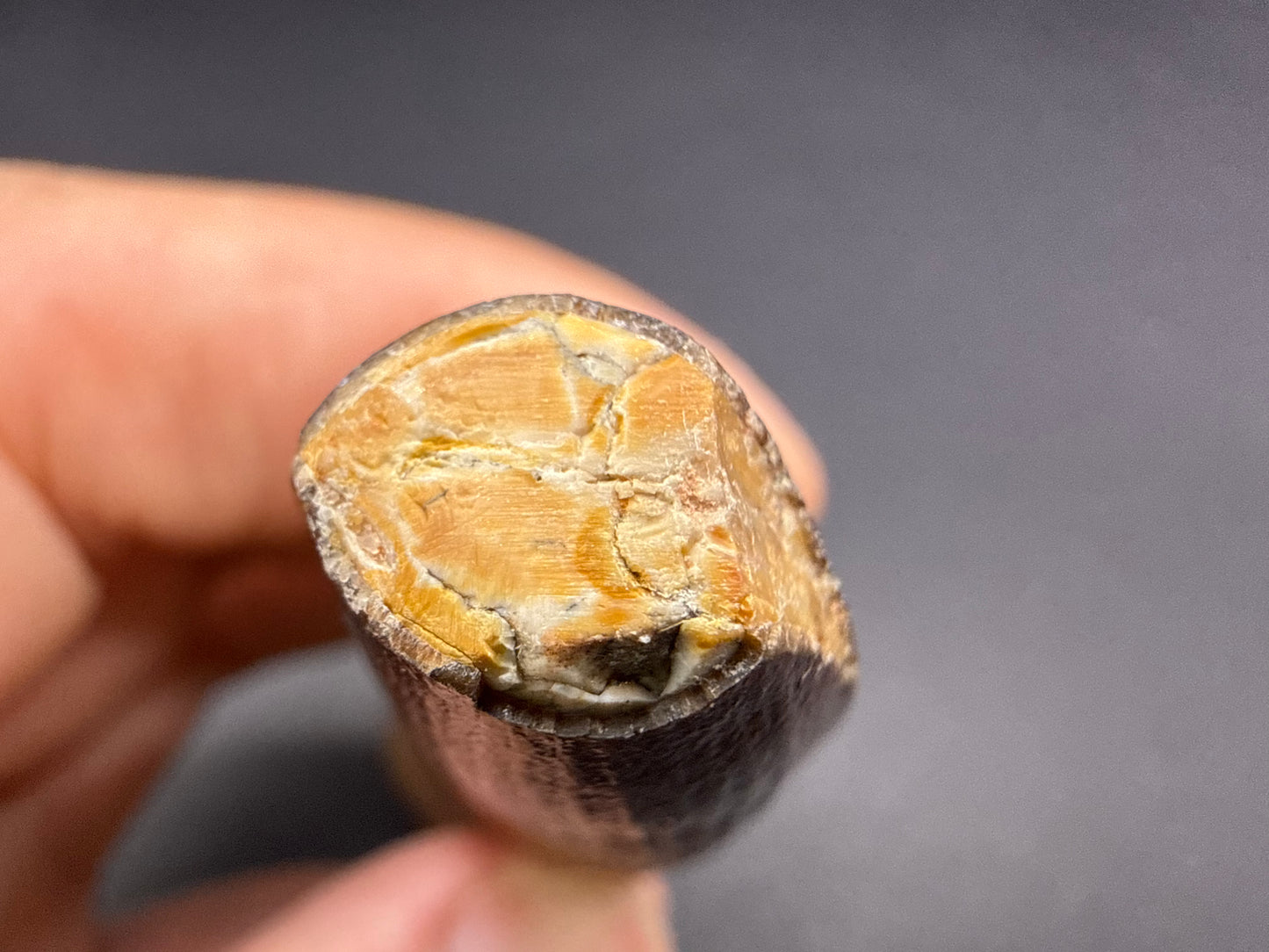 Spinosaurus Tooth